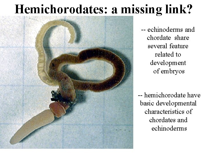 Hemichorodates: a missing link? -- echinoderms and chordate share several feature related to development
