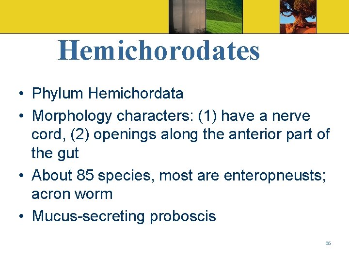 Hemichorodates • Phylum Hemichordata • Morphology characters: (1) have a nerve cord, (2) openings