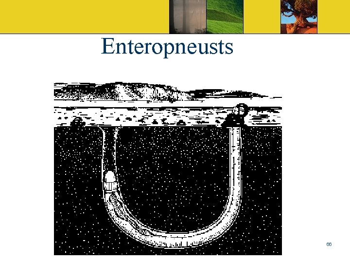 Enteropneusts 66 