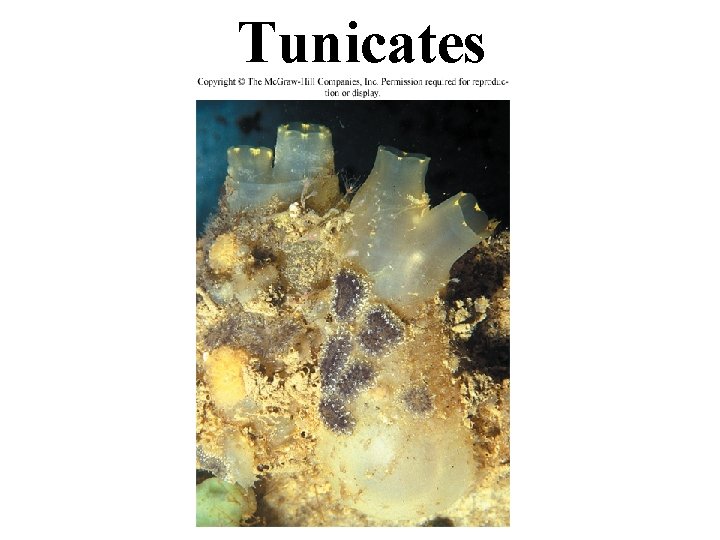 Tunicates 