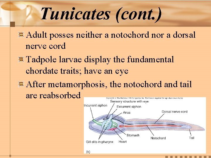 Tunicates (cont. ) Adult posses neither a notochord nor a dorsal nerve cord Tadpole