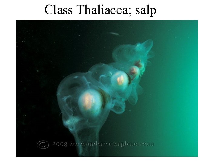 Class Thaliacea; salp 