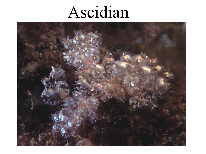 Ascidian 