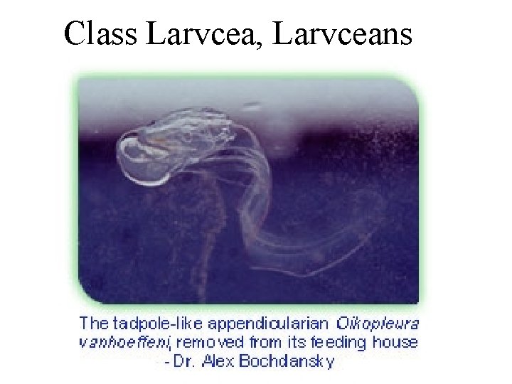 Class Larvcea, Larvceans 