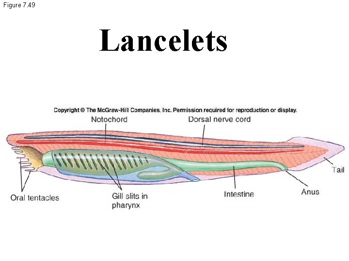 Figure 7. 49 Lancelets 