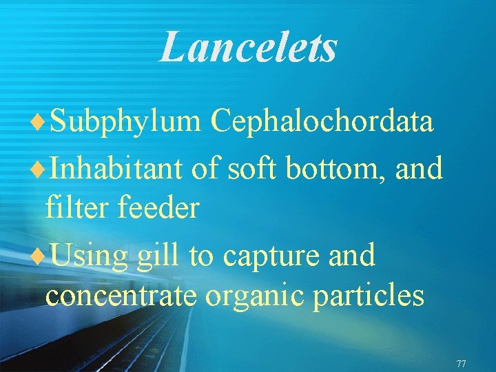 Lancelets ¨Subphylum Cephalochordata ¨Inhabitant of soft bottom, and filter feeder ¨Using gill to capture