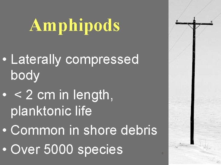 Amphipods • Laterally compressed body • < 2 cm in length, planktonic life •