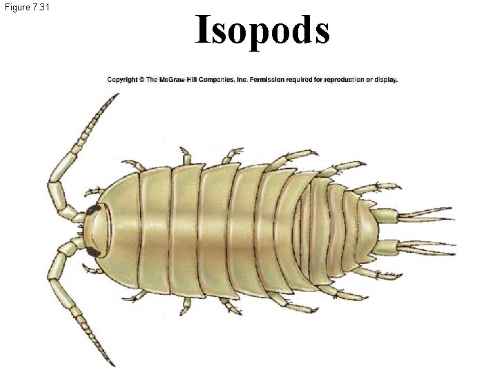 Figure 7. 31 Isopods 
