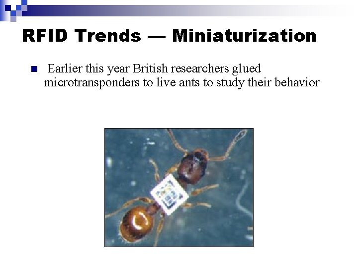 RFID Trends — Miniaturization n Earlier this year British researchers glued microtransponders to live