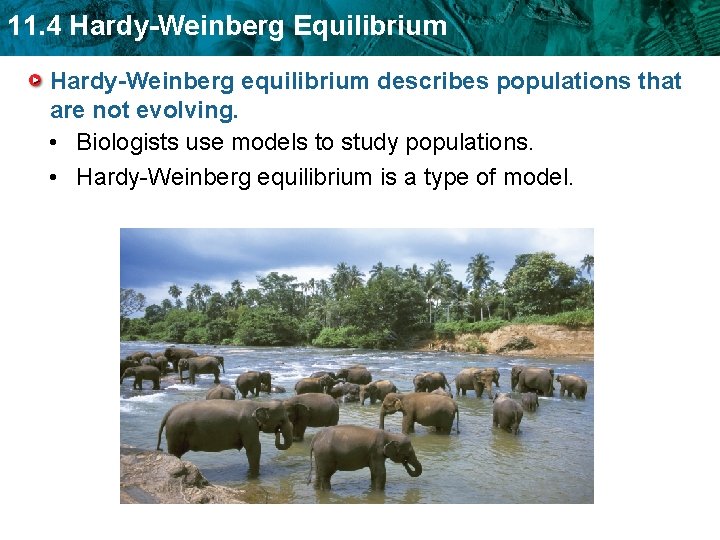 11. 4 Hardy-Weinberg Equilibrium Hardy-Weinberg equilibrium describes populations that are not evolving. • Biologists