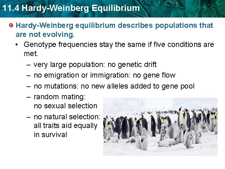 11. 4 Hardy-Weinberg Equilibrium Hardy-Weinberg equilibrium describes populations that are not evolving. • Genotype