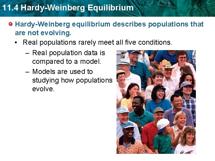 11. 4 Hardy-Weinberg Equilibrium Hardy-Weinberg equilibrium describes populations that are not evolving. • Real