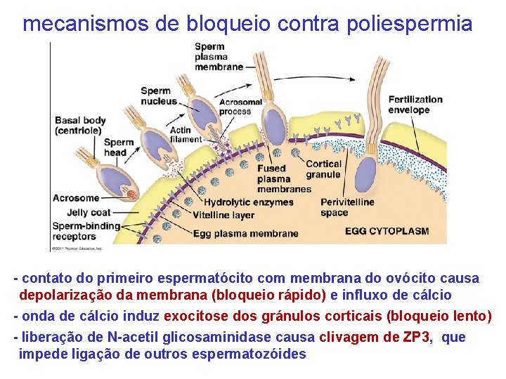 mecanismos de bloqueio contra poliespermia - contato do primeiro espermatócito com membrana do ovócito