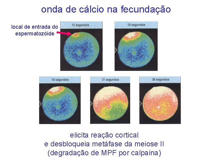 onda de cálcio na fecundação local de entrada do espermatozóide elicita reação cortical e