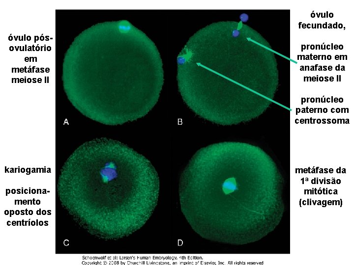 óvulo fecundado, óvulo pósovulatório em metáfase meiose II pronúcleo materno em anafase da meiose