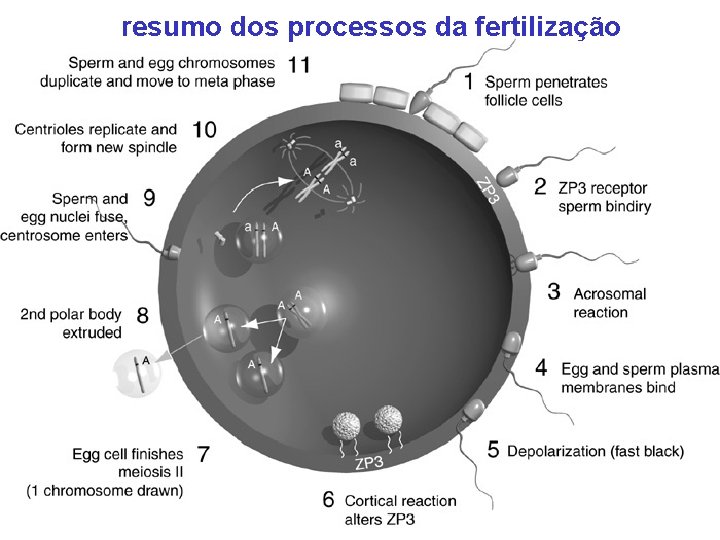 resumo dos processos da fertilização 