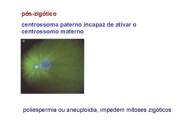 pós-zigótico centrossoma paterno incapaz de ativar o centrossomo materno poliespermia ou aneuploidia, impedem mitoses