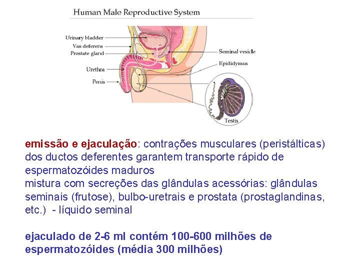 emissão e ejaculação: contrações musculares (peristálticas) dos ductos deferentes garantem transporte rápido de espermatozóides