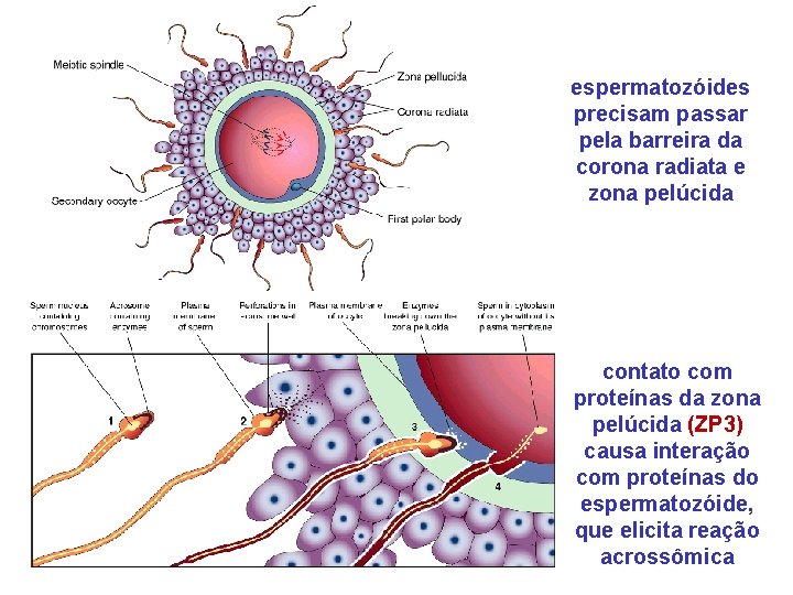 espermatozóides precisam passar pela barreira da corona radiata e zona pelúcida contato com proteínas