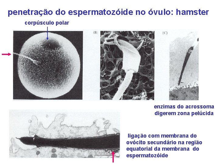 penetração do espermatozóide no óvulo: hamster corpúsculo polar enzimas do acrossoma digerem zona pelúcida