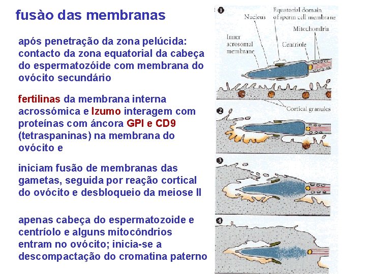 fusào das membranas após penetração da zona pelúcida: contacto da zona equatorial da cabeça