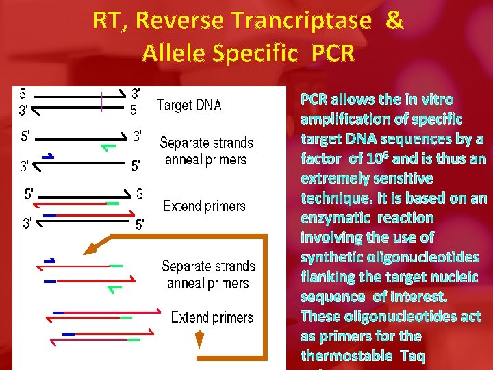 RT, Reverse Trancriptase & Allele Specific PCR allows the in vitro amplification of specific