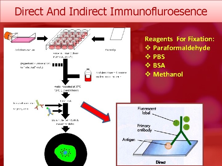 Direct And Indirect Immunofluroesence Reagents For Fixation: v Paraformaldehyde v PBS v BSA v