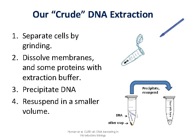 Our “Crude” DNA Extraction Precipitate, resuspend DNA other crap Hyman et al. CURE-all: DNA