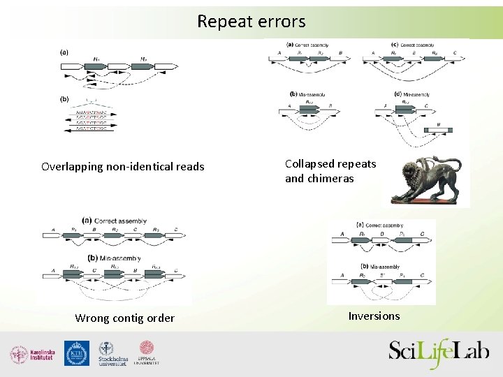 Repeat errors Overlapping non-identical reads Wrong contig order Collapsed repeats and chimeras Inversions 