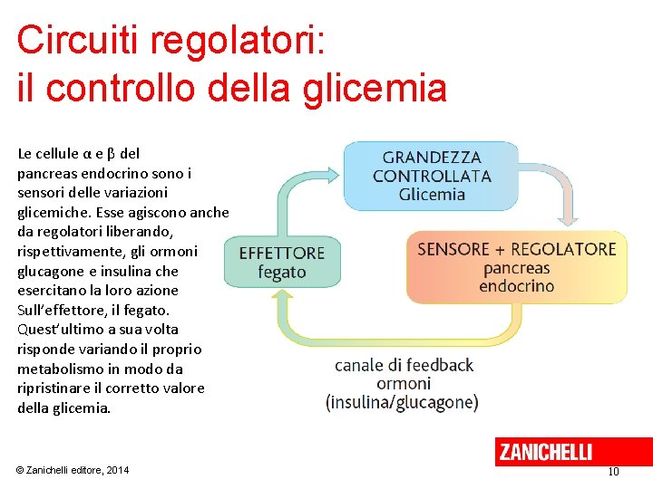 Circuiti regolatori: il controllo della glicemia Le cellule α e β del pancreas endocrino