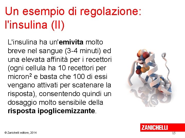 Un esempio di regolazione: l'insulina (II) L'insulina ha un'emivita molto breve nel sangue (3