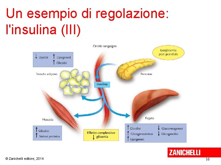 Un esempio di regolazione: l'insulina (III) © Zanichelli editore, 2014 16 