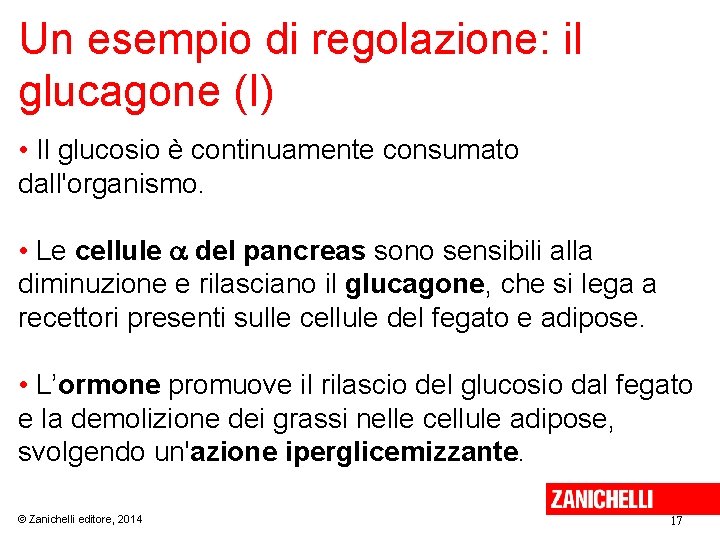 Un esempio di regolazione: il glucagone (I) • Il glucosio è continuamente consumato dall'organismo.