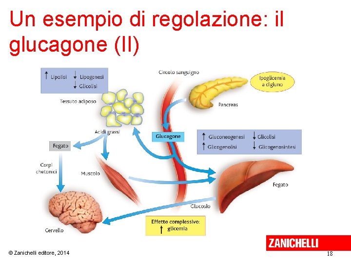 Un esempio di regolazione: il glucagone (II) © Zanichelli editore, 2014 18 