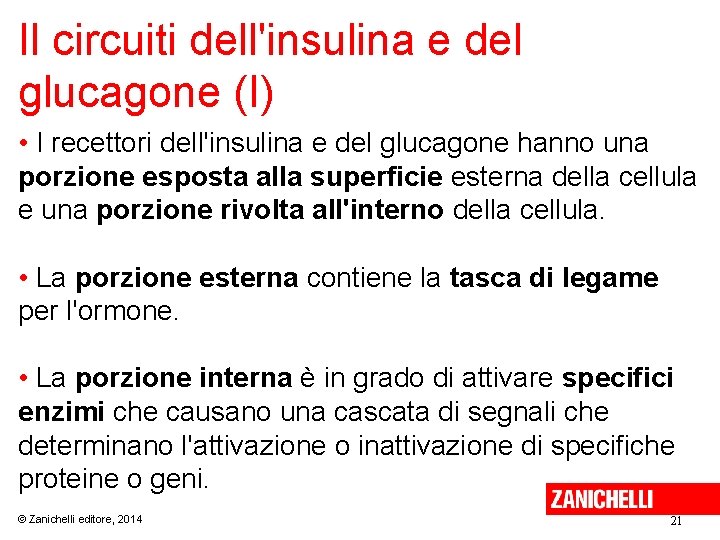 Il circuiti dell'insulina e del glucagone (I) • I recettori dell'insulina e del glucagone