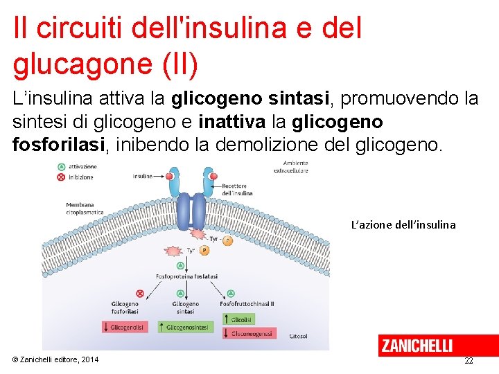 Il circuiti dell'insulina e del glucagone (II) L’insulina attiva la glicogeno sintasi, promuovendo la