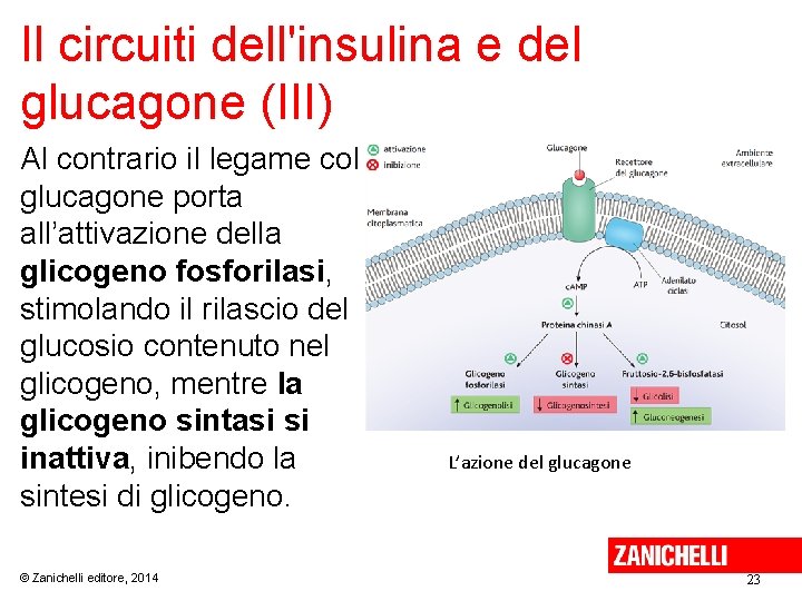 Il circuiti dell'insulina e del glucagone (III) Al contrario il legame col glucagone porta