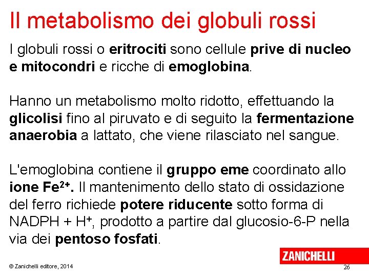 Il metabolismo dei globuli rossi I globuli rossi o eritrociti sono cellule prive di