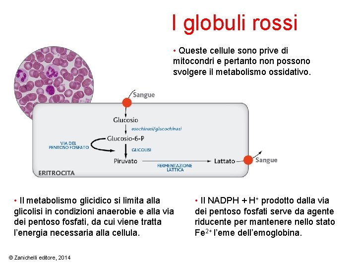 I globuli rossi • Queste cellule sono prive di mitocondri e pertanto non possono