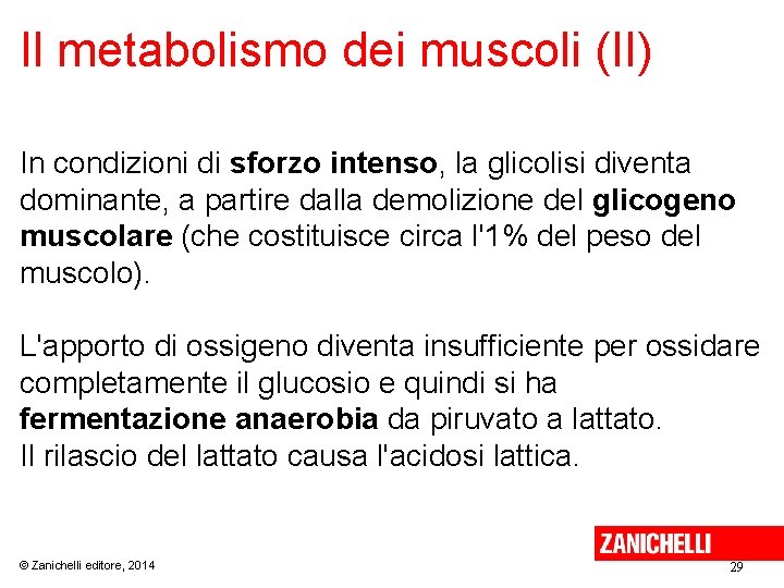 Il metabolismo dei muscoli (II) In condizioni di sforzo intenso, la glicolisi diventa dominante,