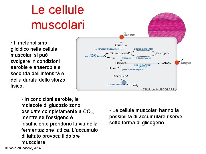 Le cellule muscolari • Il metabolismo glicidico nelle cellule muscolari si può svolgere in