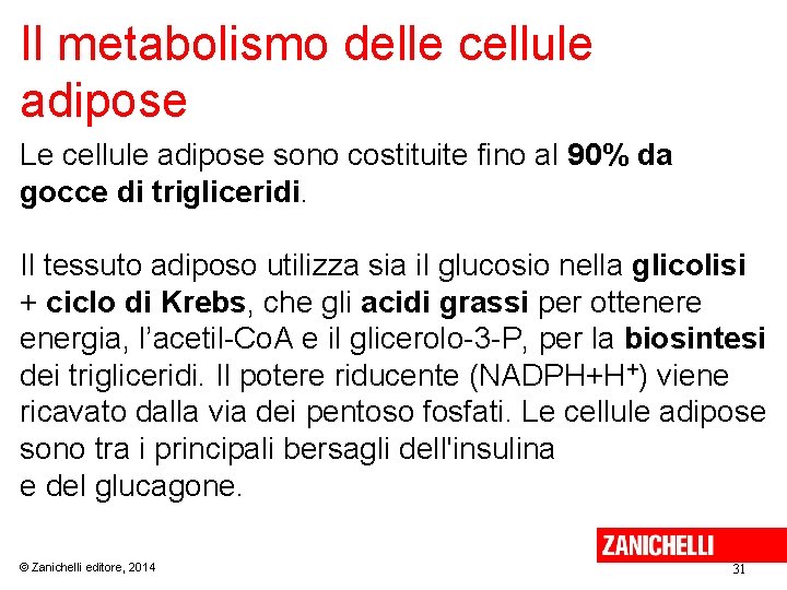 Il metabolismo delle cellule adipose Le cellule adipose sono costituite fino al 90% da