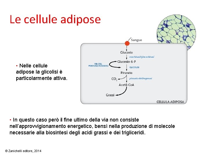 Le cellule adipose • Nelle cellule adipose la glicolisi è particolarmente attiva. • In