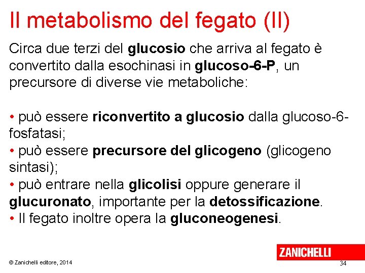 Il metabolismo del fegato (II) Circa due terzi del glucosio che arriva al fegato