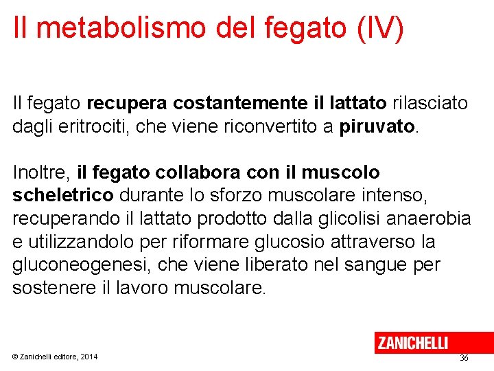 Il metabolismo del fegato (IV) Il fegato recupera costantemente il lattato rilasciato dagli eritrociti,