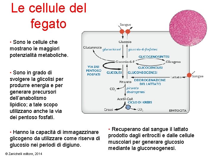 Le cellule del fegato • Sono le cellule che mostrano le maggiori potenzialità metaboliche.