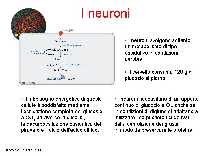 I neuroni • I neuroni svolgono soltanto un metabolismo di tipo ossidativo in condizioni