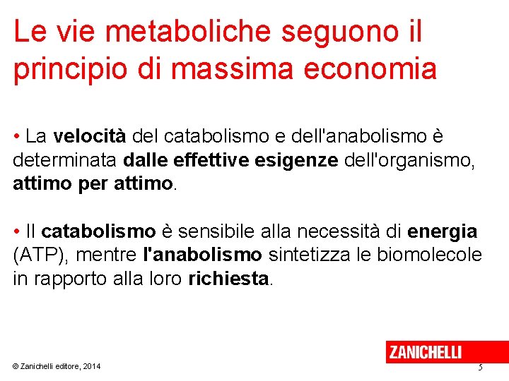 Le vie metaboliche seguono il principio di massima economia • La velocità del catabolismo