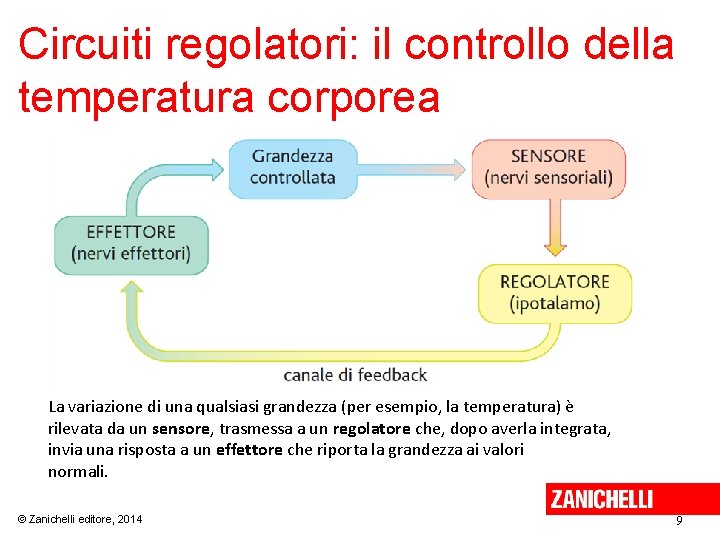 Circuiti regolatori: il controllo della temperatura corporea La variazione di una qualsiasi grandezza (per