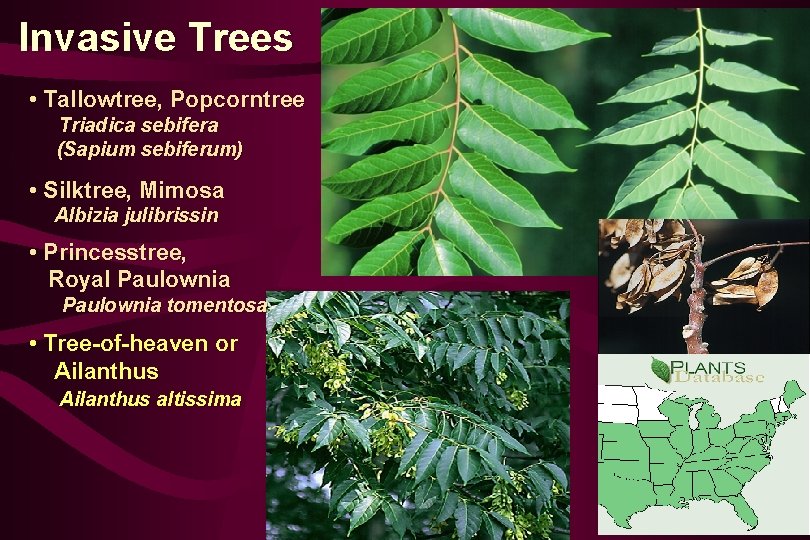 Invasive Trees • Tallowtree, Popcorntree Triadica sebifera (Sapium sebiferum) • Silktree, Mimosa Albizia julibrissin